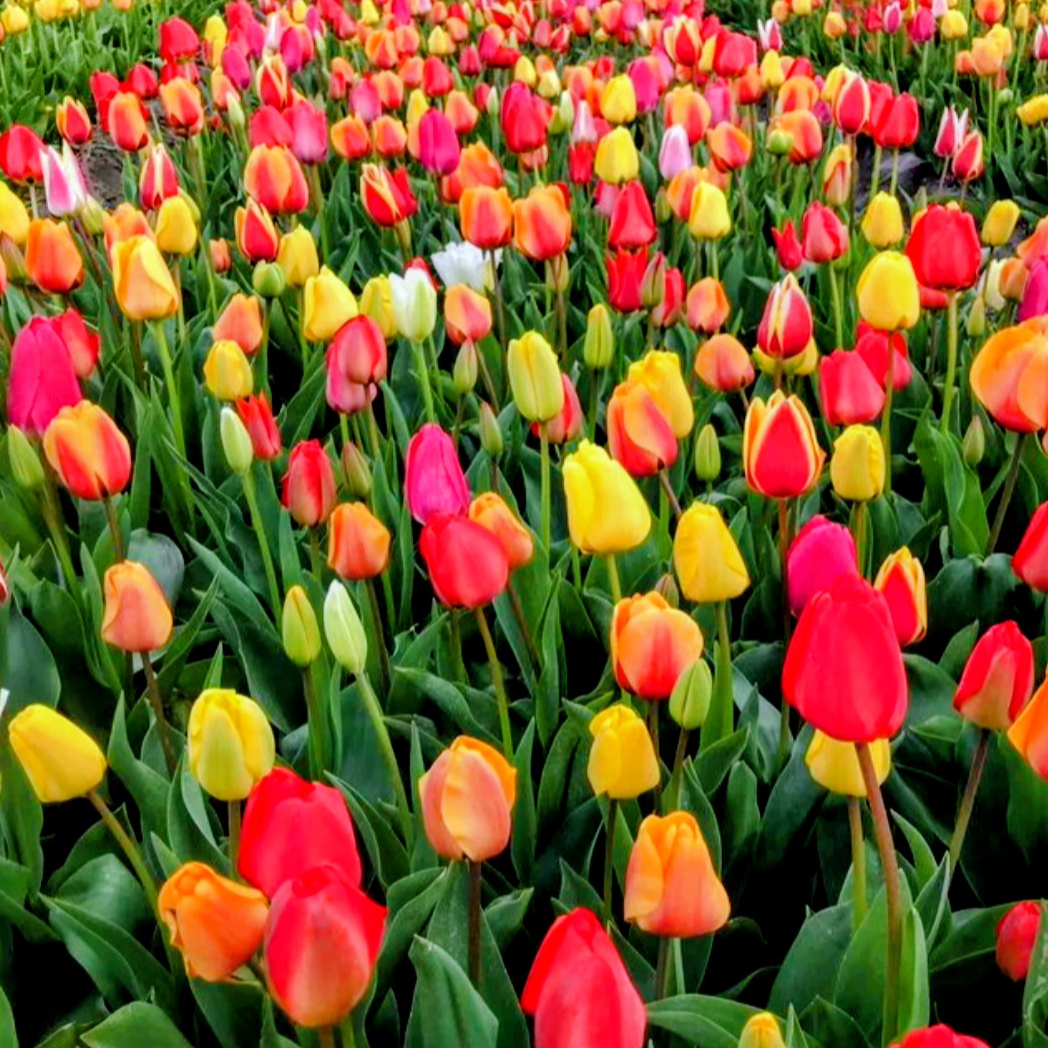 Photo de Patricia MEURVILLE